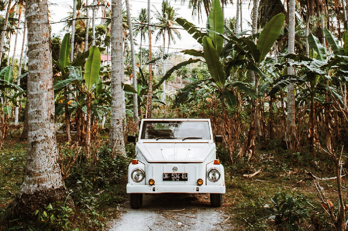 PalmTrees